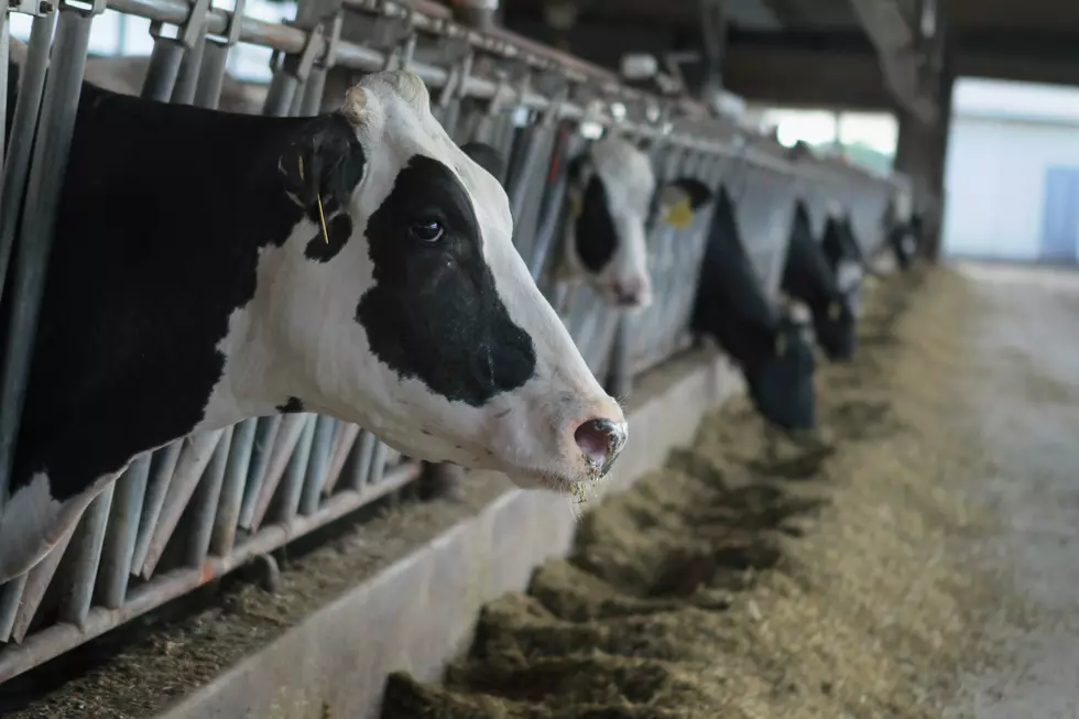 USDA Launches New Dairy Insurance Program