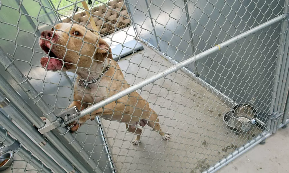 Officials Inspect Former Quincy Animal Shelter