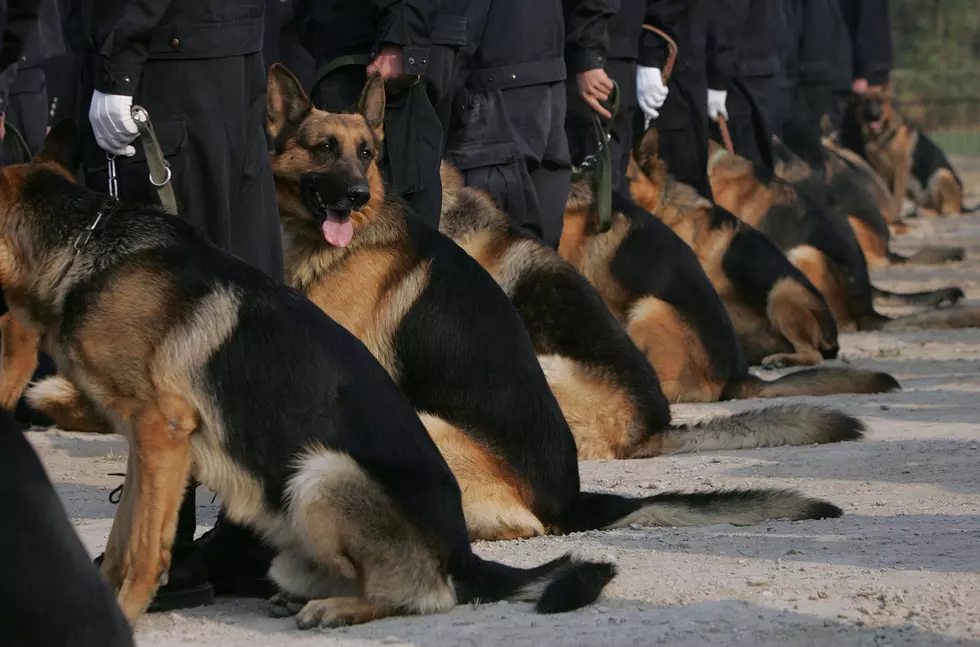 Retired Military Dogs Find New Purpose in US Meth Wars