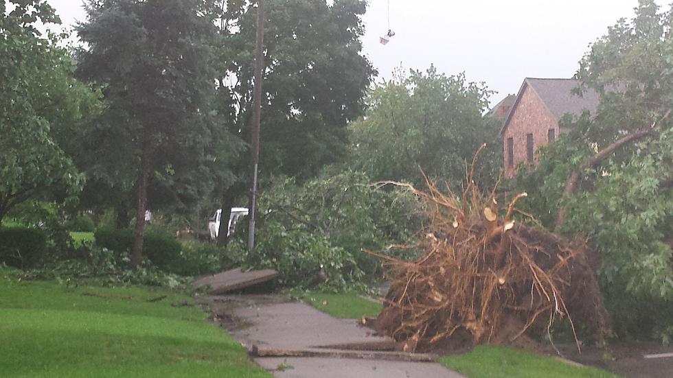 Strong Storm Takes Down Nearly 300-Year-Old Tree in Quincy