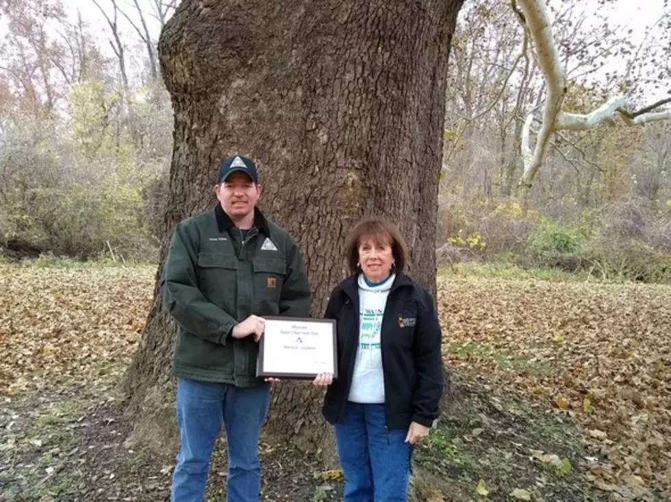 Hannibal American Sycamore Tree Named State Champion