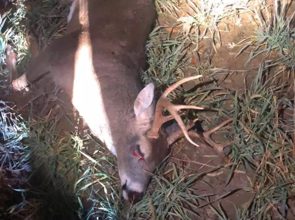 Ralls County Authorities Investigate Deer Poaching