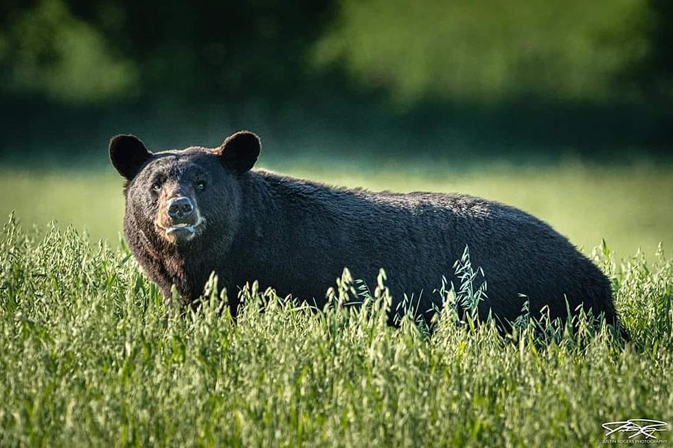 Bruno the Black Bear, 2020 Visitor, Social Media Star, Dies