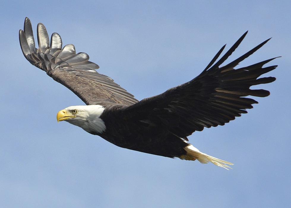 Here&#8217;s Your Guide to 2022 Area Eagle Watching