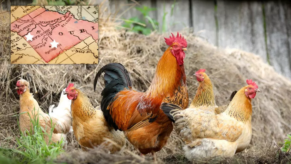 2 Recent Cases of Bird Flu Found in Missouri Backyard Chickens