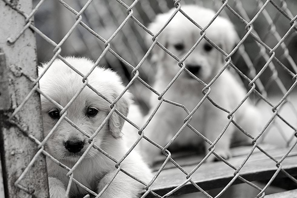 Hazard Hoarder Conditions Result in 41 Missouri Puppies Rescued