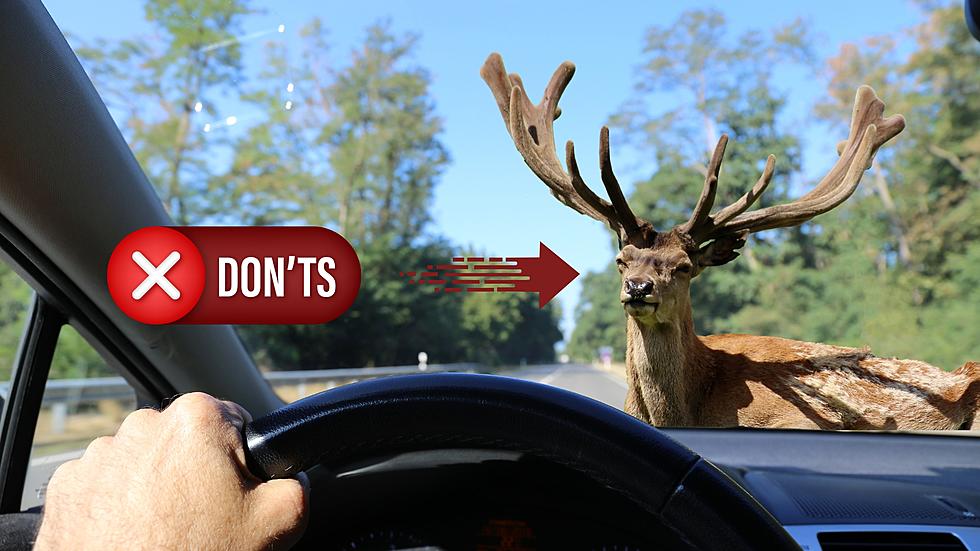 See Deer on a Missouri Road? Here’s One Thing You Should Never Do