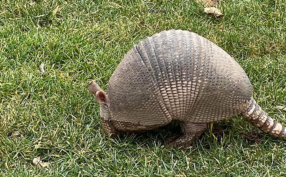 Armadillo On the Run Spotted in Eastern Illinois &#8211; Yes, Really