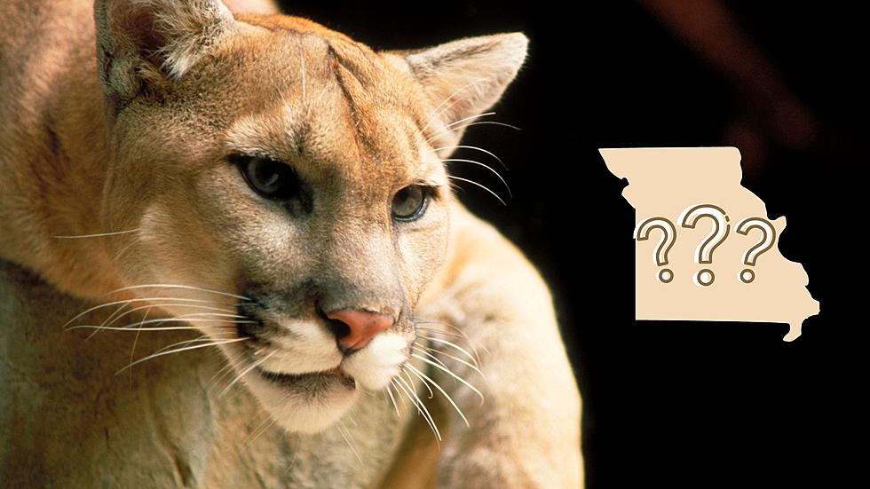 Why Have Mountain Lions Mysteriously Disappeared from Missouri?