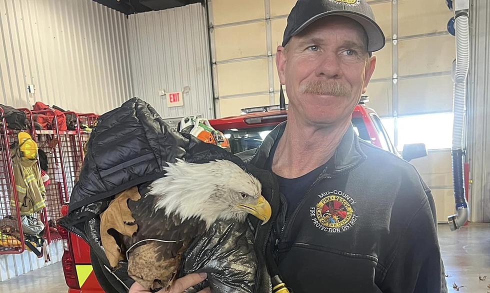 How Heroic Missouri Firefighters Rescued an Injured Bald Eagle