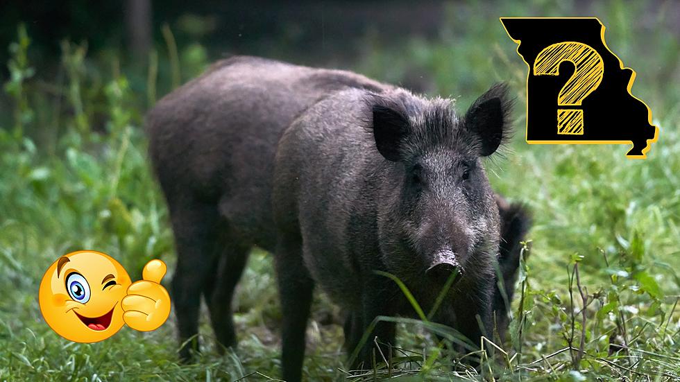 Scientist Makes Wild Claim that Feral Hogs are Good for Missouri