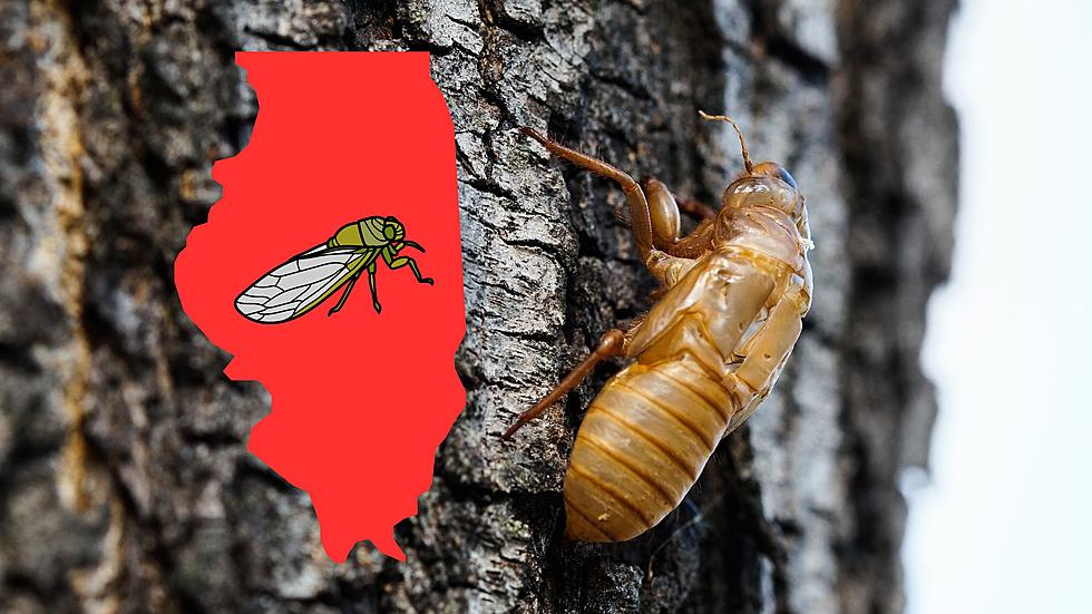 Experts say Illinois will be the "Cicada Capital" of the US