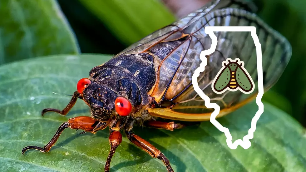 Is this the KEY to limiting Cicadas in your yard in Illinois? 