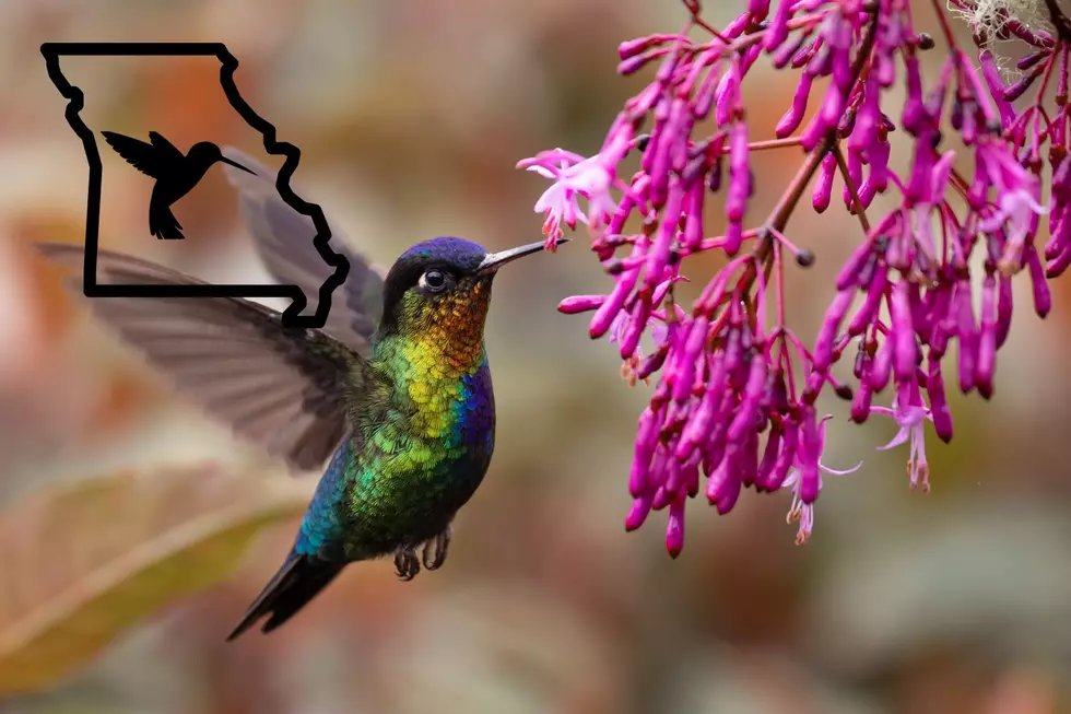 Hummingbirds are Flying Into Missouri During the Spring Migration