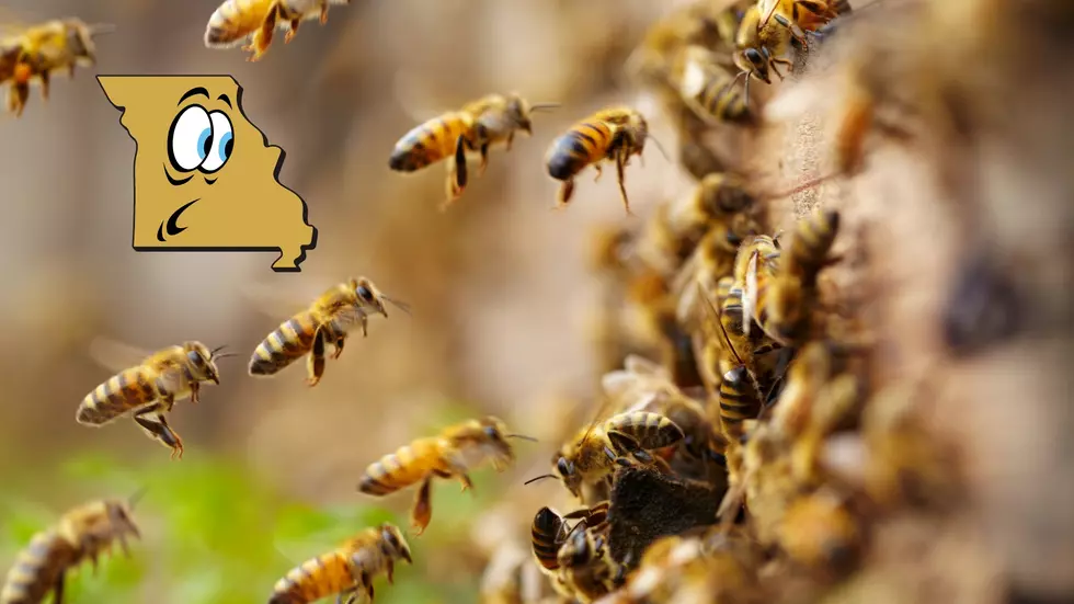 Why is Missouri Suddenly Overwhelmed by a Record Number of Bees?