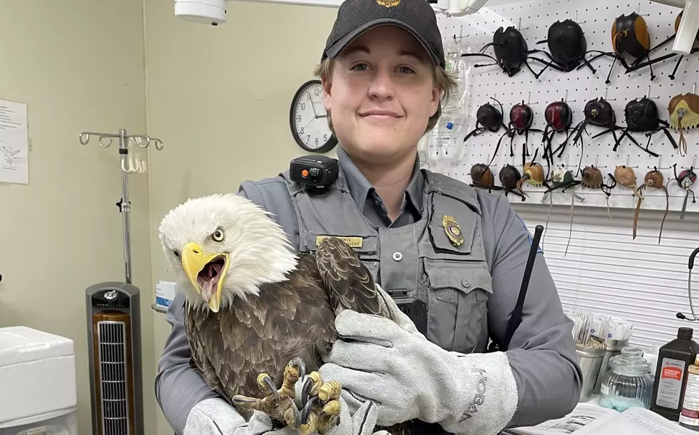 Bald Eagle Struck by a Car in Missouri, But He’s Invincible