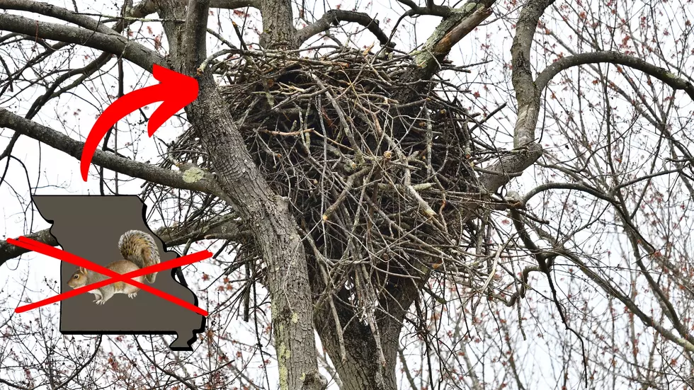 The Big Nest off Highway near LaGrange, Missouri isn’t Squirrels