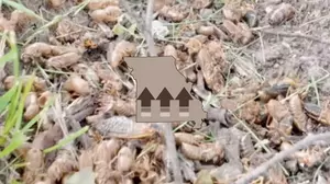 Video Shows Millions of Unholy Cicadas Moving North in Missouri