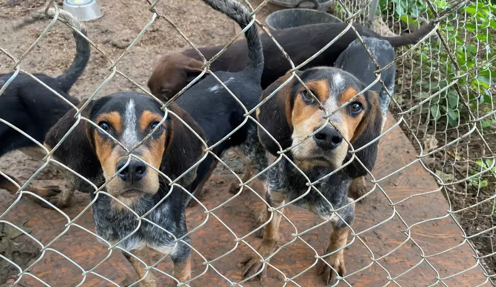 22 Missouri Dogs Need Emergency Care after Rescue from Puppy Mill