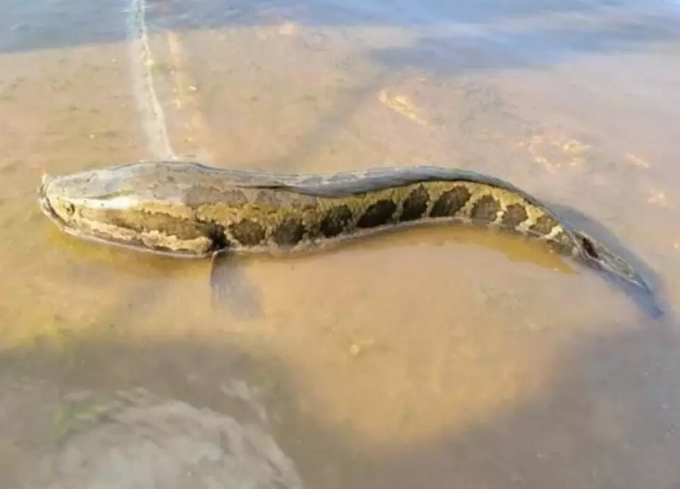 Invasive Snakehead That Can Breathe on Land Caught in Missouri