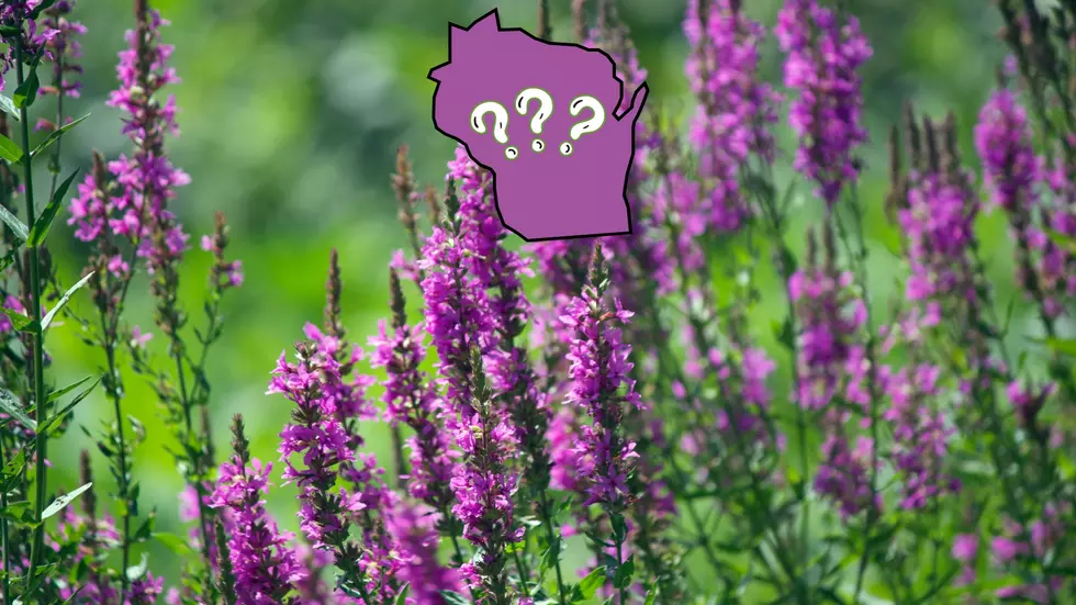 Those Purple Plants Next to Wisconsin Highways? Deadly for Cats