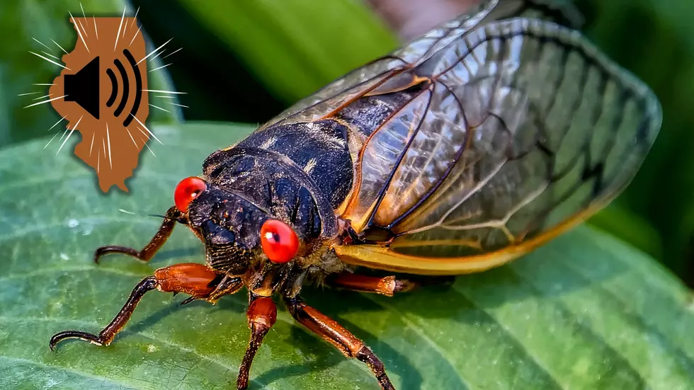 The Strange Reason Illinois Cicada Screams are Getting Louder