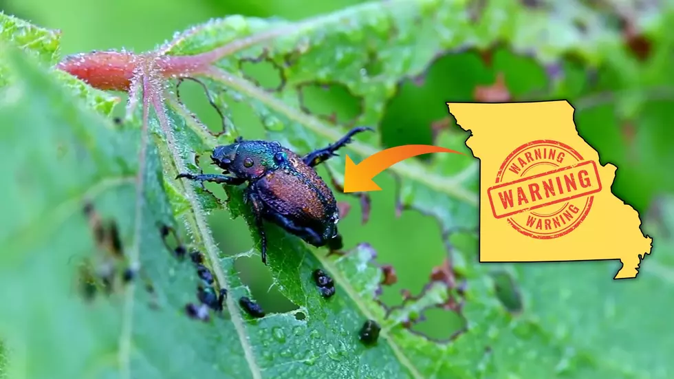 Missouri Warning a Destructive Invasive Beetle Confirmed in State