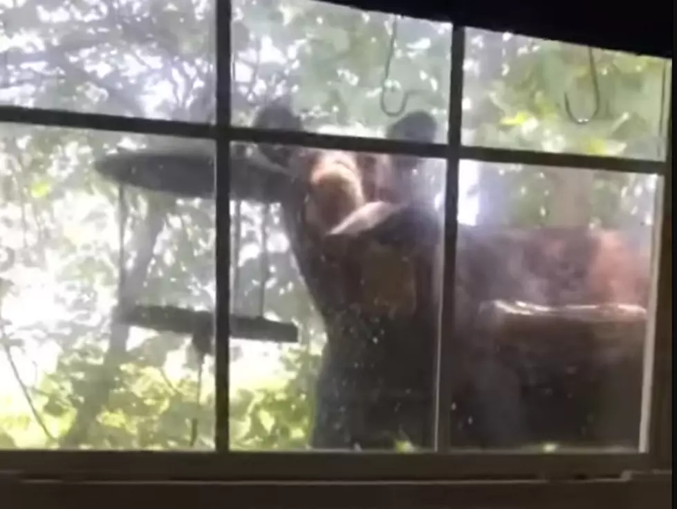 VIDEO: Missouri Family Sees Bear Staring at Them Thru a Window