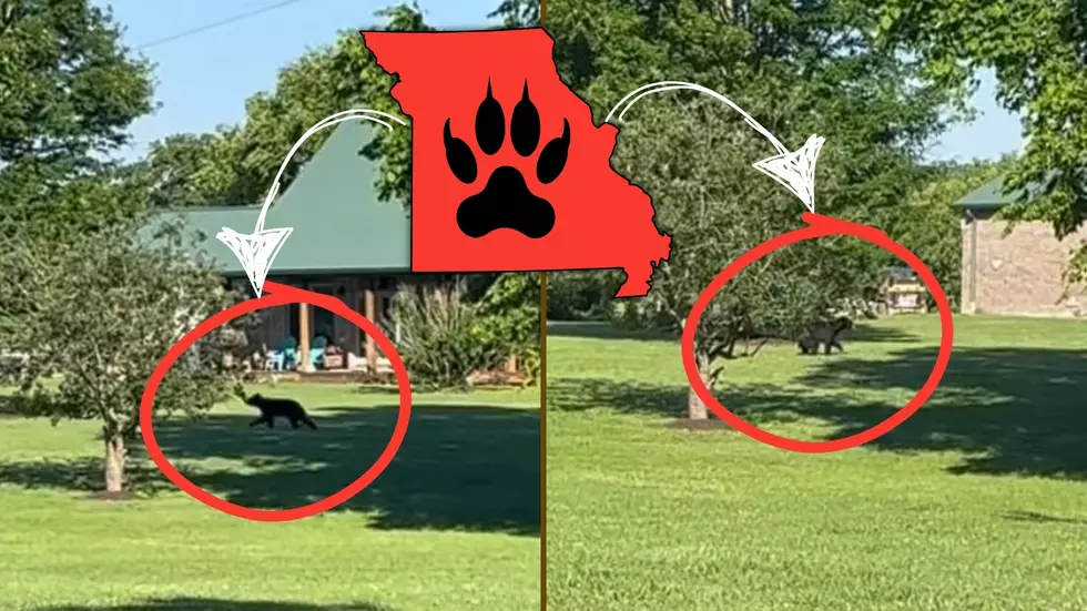 Missouri Man Shares Video of Curious Bear in His Backyard