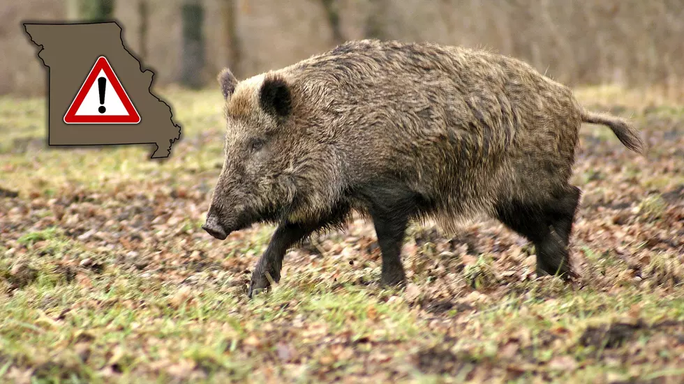 Experts Warn of Feral Swine Bomb &#8211; Wild Pigs Taking Over Missouri