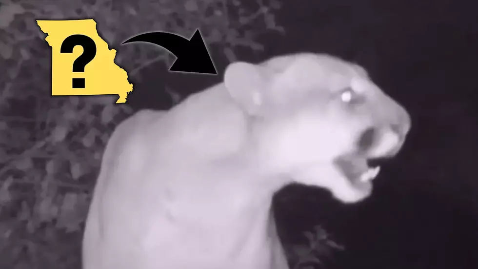 Mountain Lion on Missouri Trail Cam Scream Mistaken for Red Fox?