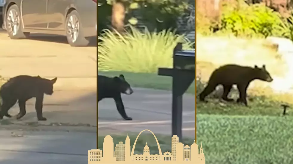 A Baby Bear is Roaming St. Louis County, Missouri Neighborhoods