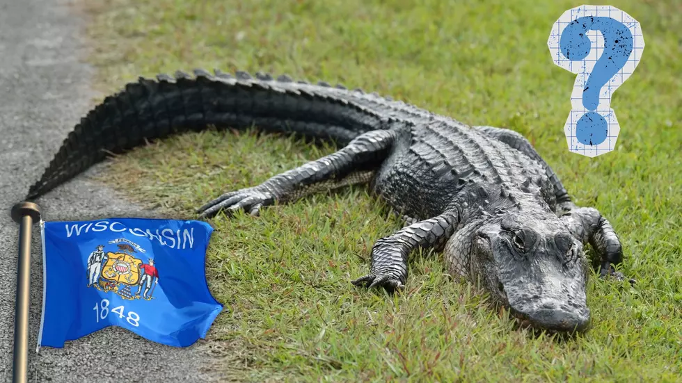 Yes, an Alligator Was Just Captured in a Wisconsin Yard &#8211; Again
