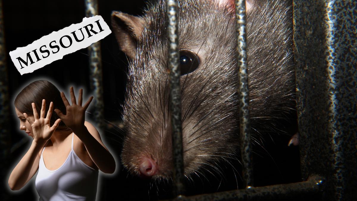 2 Missouri Places Suddenly Among Most Rat-Infested in America