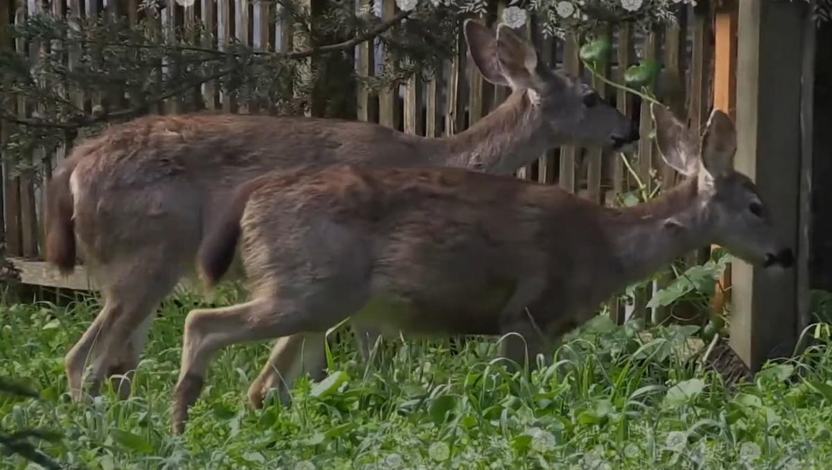 Witness Claims They Just Saw a Rare Black-Tailed Deer in Missouri