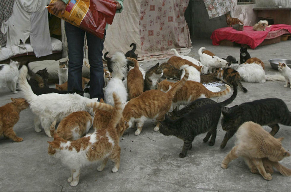Man Divorces Woman Over Her 550 Cats