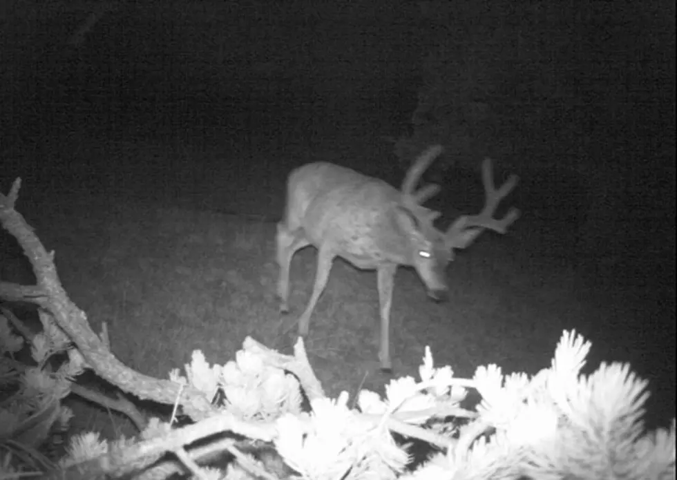 2012 Trail Cam Photo Contest