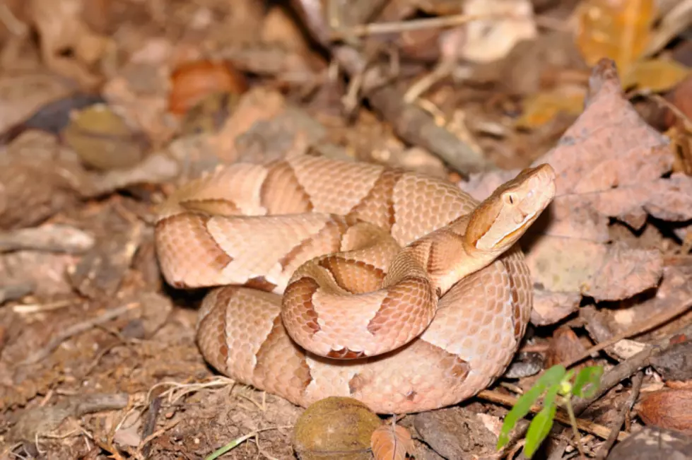 Poisonous Snakes in Missouri