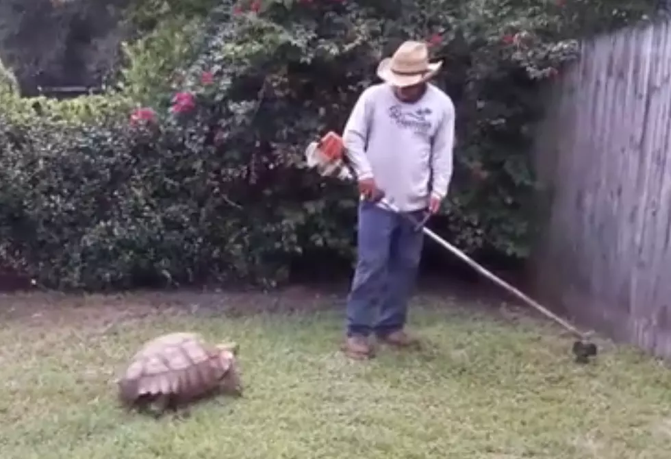 Watch a Giant Turtle Chase a Lawn Worker Around the Yard [Video]