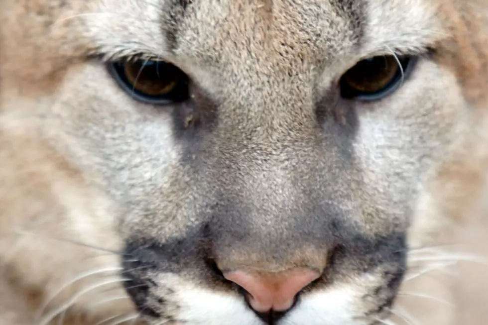 Mountain Lions May Reappear in Missouri