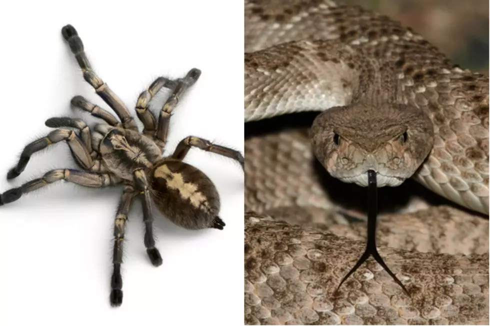 Which is Scarier-Snakes or Spiders? [Vote]