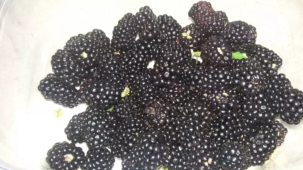 What Should We Make With Our Blackberries?