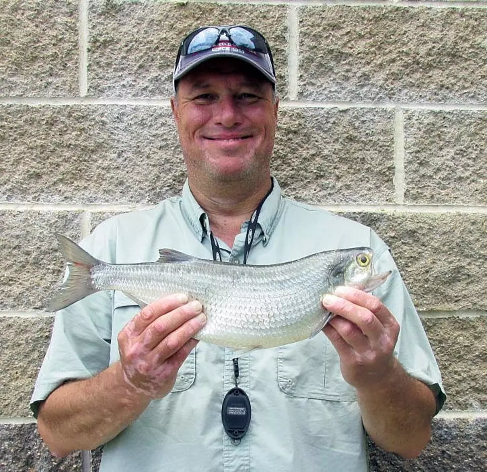 Sedalia Angler Hooks State-Record Goldeye