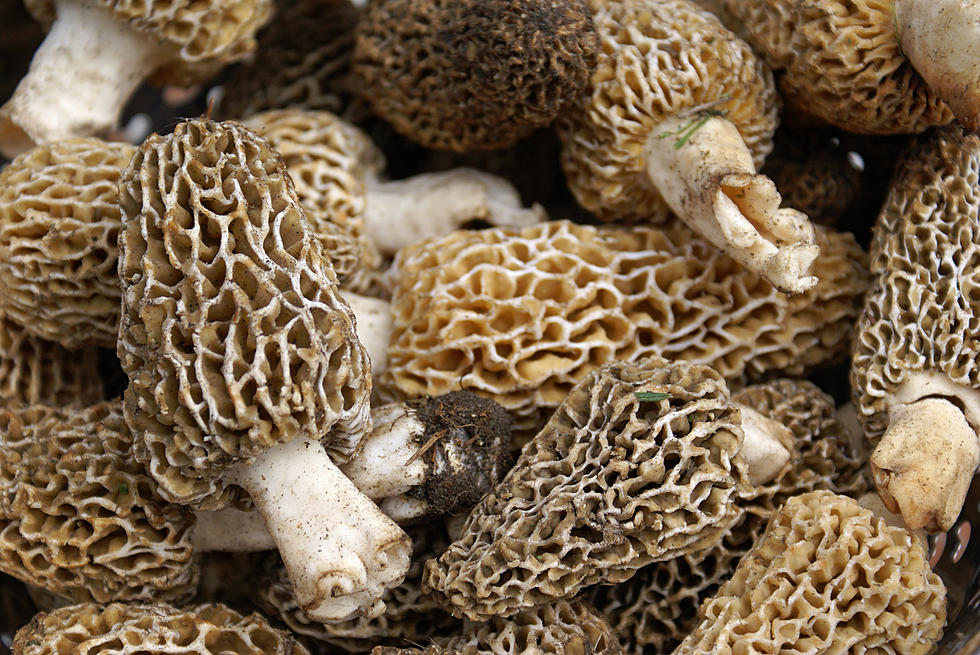 Still Looking For Those Elusive Morels? Maybe This Will Help