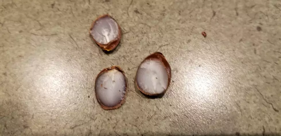 Snow This Winter? What Do the Persimmon Seeds Say?