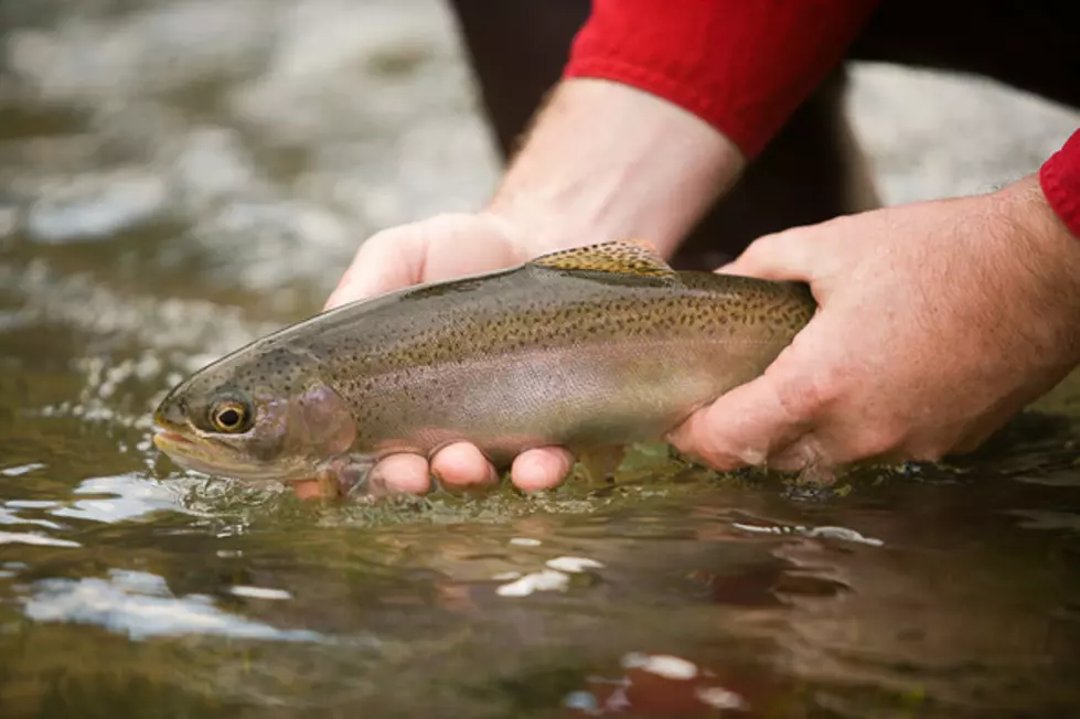Catch-and-Release Winter Trout Fishing Season Underway in Sedalia