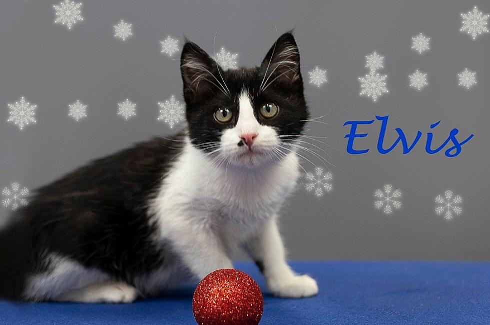 Elvis Says Adopt a Furry Family Member This Christmas 