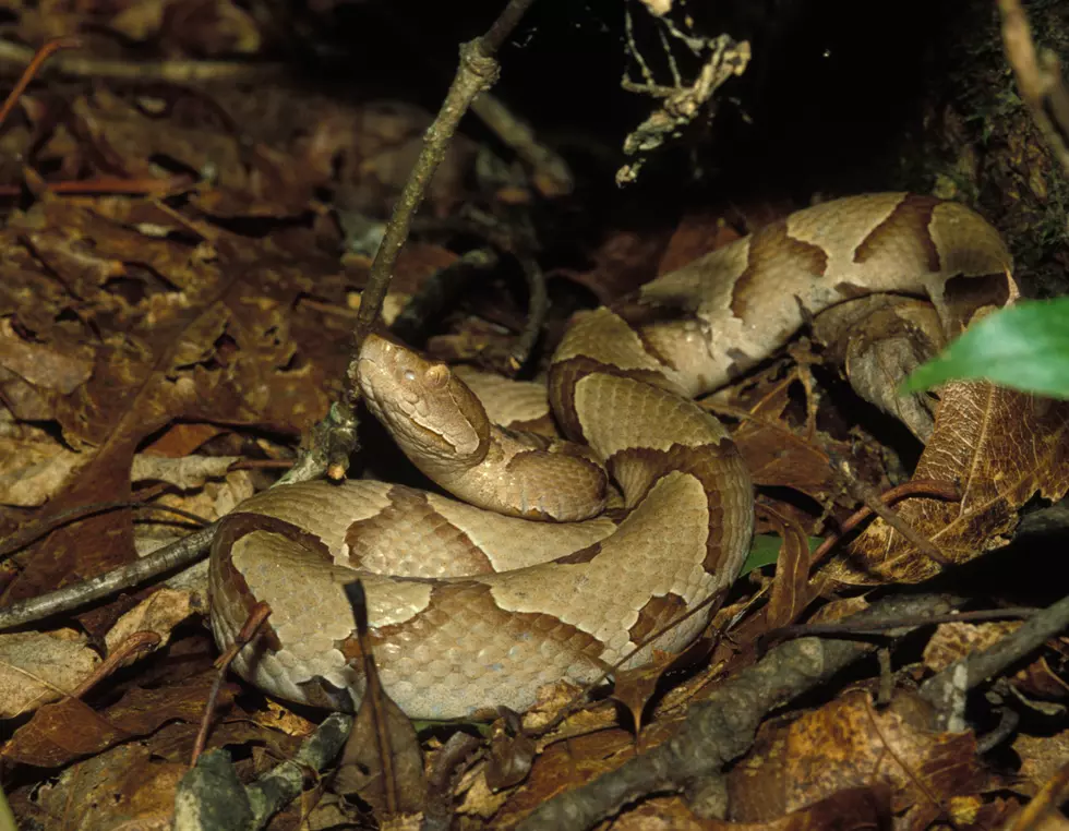 It&#8217;s Baby Copperhead Season in Missouri