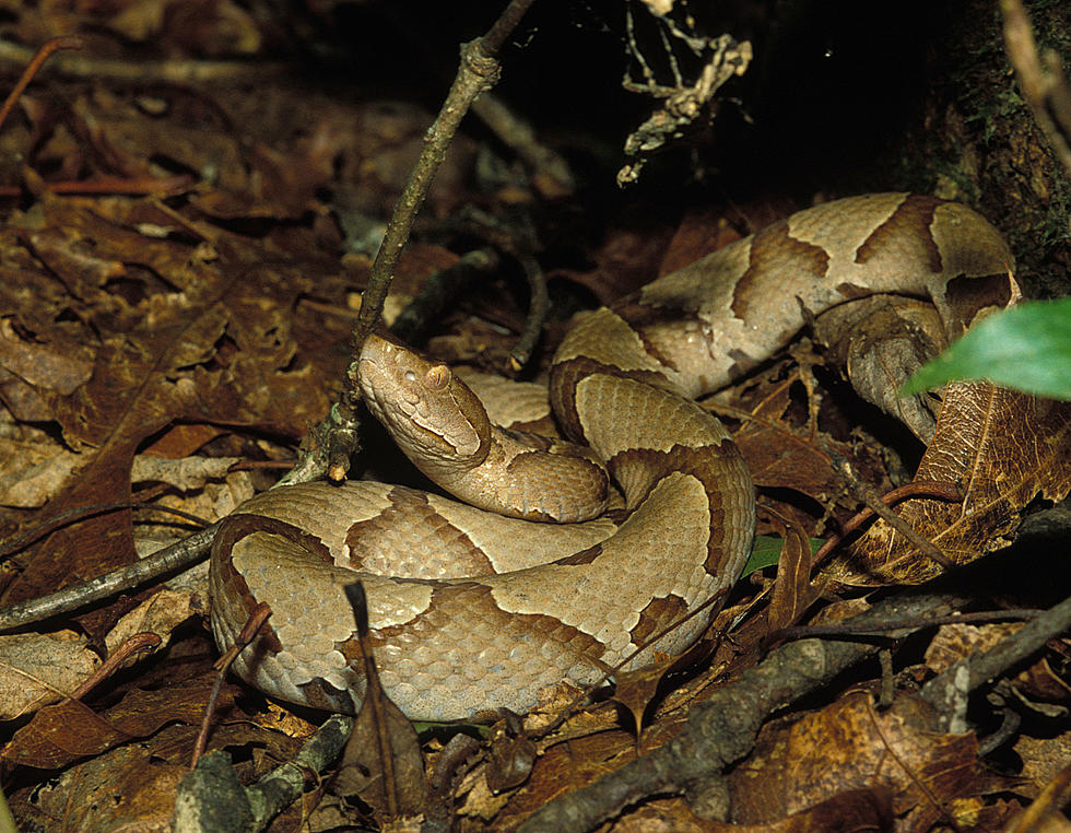 It’s Baby Copperhead Season in Missouri