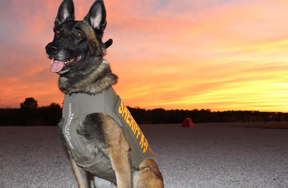 Johnson County K9 Deputy Recovering After Surgery